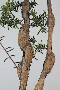 Ethonion leai, PL1920, larval host plant, plant Dillwynia hispida (PJL 2757), unhatched stem galls, SL